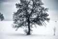 An image of a nice tree in a winter scenery